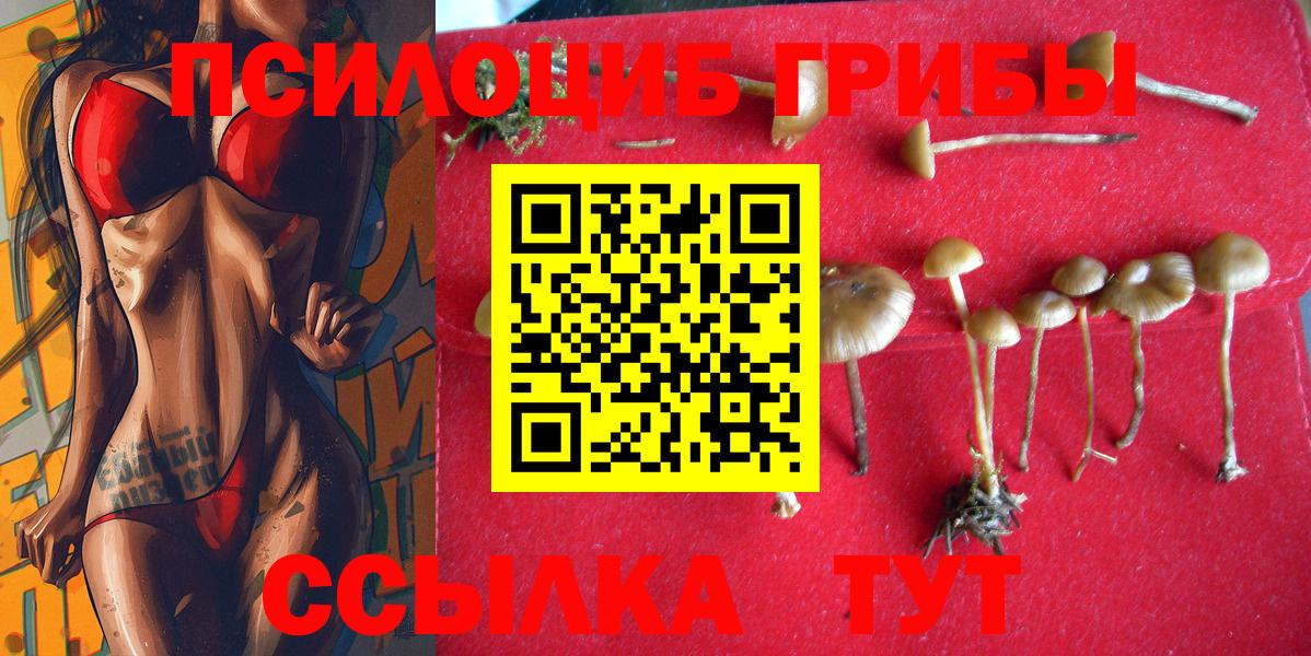 Псилоцибиновые грибы прущие грибы  Майкоп  где можно купить наркотик  Псилоцибиновые грибы Magic Shrooms 